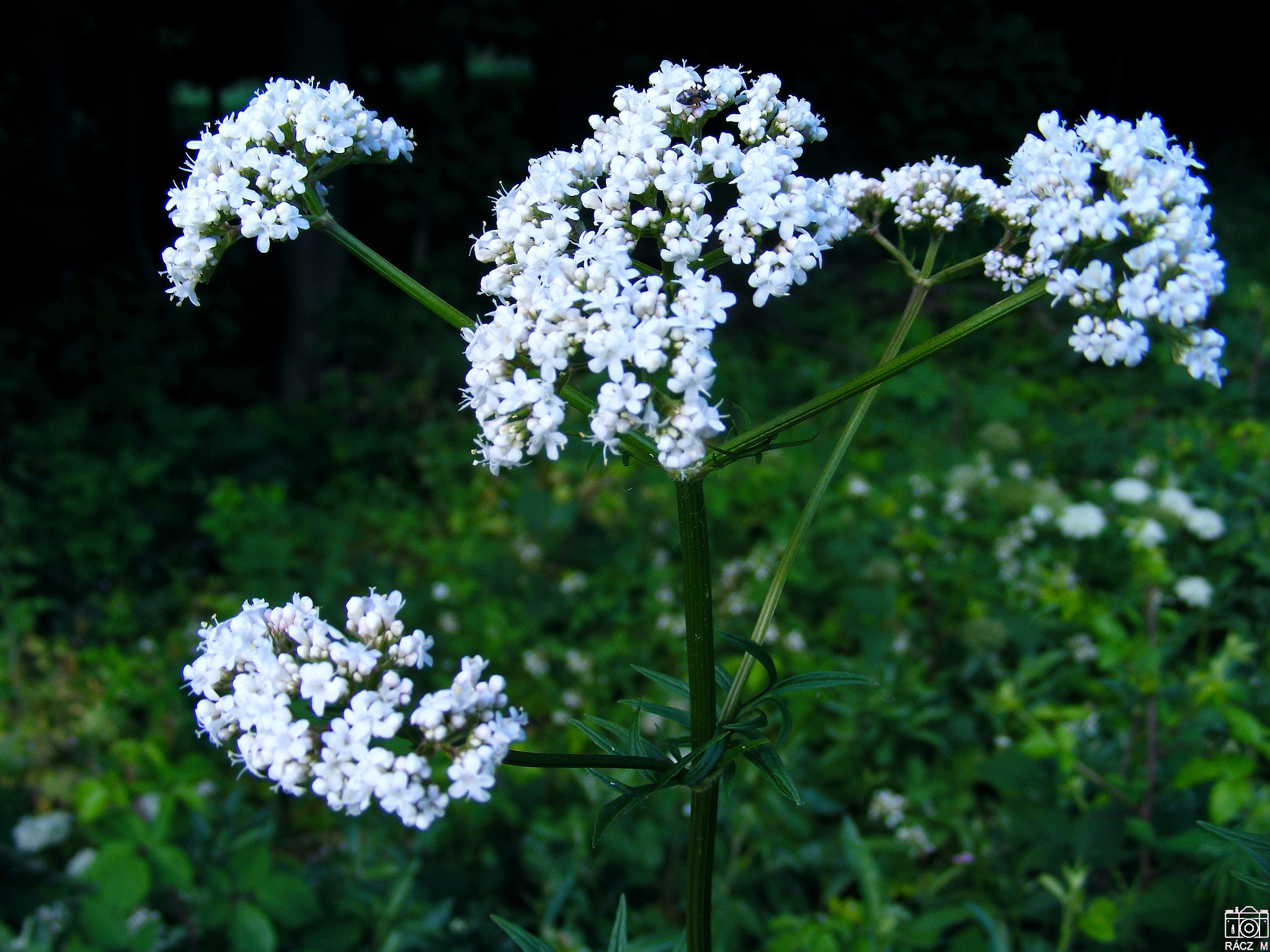  macskagyökér